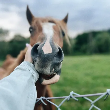 Appartement Carpe Diem Duszniki Zdrój